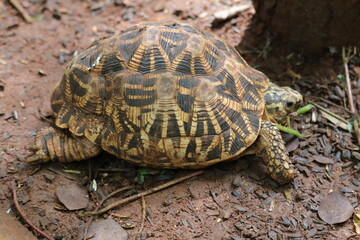  A beautiful star turtle at the South Indian Zoo.