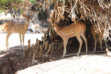 Naklejka na ściany i meble A group of cheetal deer under the base of the base camp.