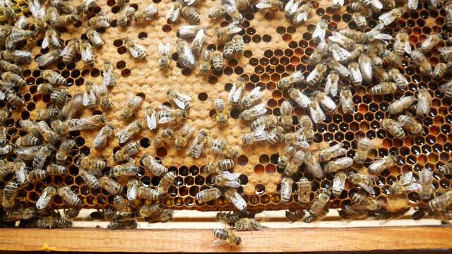 Macro shot of bees. Bees crawl on a frame with honey. On the frame, sealed honey and bee bread - food for young bees. Apitherapy