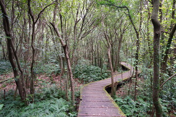 a winding boardwalk in a fascinating forest
