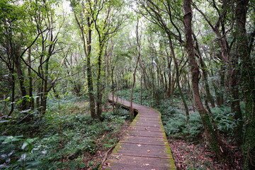 a winding boardwalk in a fascinating forest
