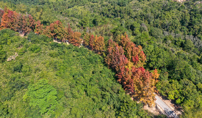 Aerial view Red leaves of Liquidambar formosa or Sweet Gum Woods in Tai Tong,Tai Lam Country Park ,Hong Kong