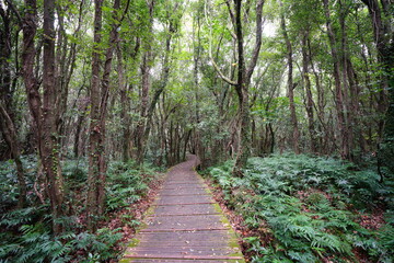a boardwalk in a lonely autumn forest