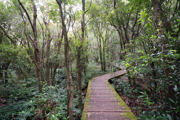 Fototapeta premium a winding boardwalk in a fascinating forest 