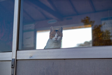 窓際から覗く三毛猫