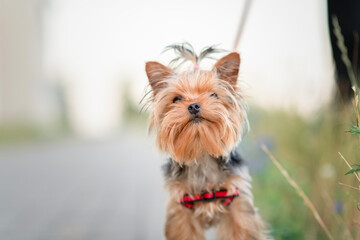 Beautiful thoroughbred Yorkshire Terrier for a walk on the sidewalk on a leash.