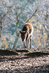 しかせんべいを求めてさまよい歩く奈良公園の鹿
