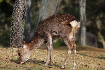 どんぐりを食べる奈良公園の鹿