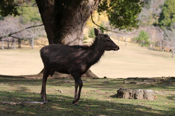 カメラを向けられて目をそらす奈良公園の鹿