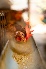 Close-up of chickens in a farm, peeking through the cage and eating.