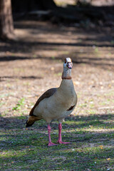 Egyptian goose walking in a park