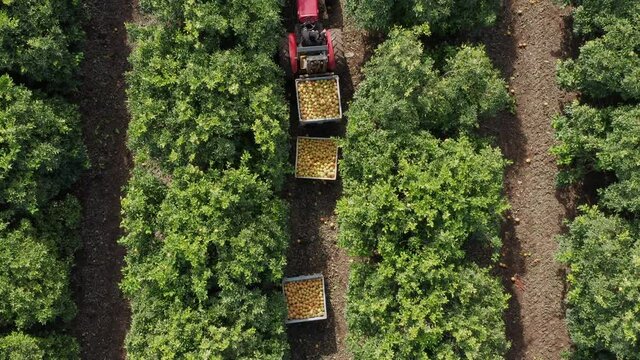 Red Tractor hauling pallets of Red Grapefruit across a mature orchard, Aerial view.
