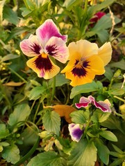 Obraz premium Природа,времена года.