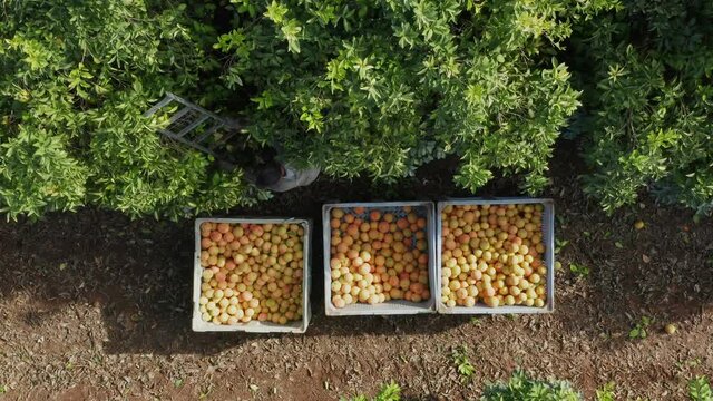 Orchard worker picking and spilling ripe Grapefruit into a pallet, Aerial view.