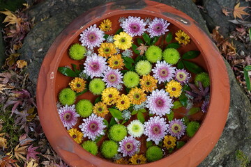 Fototapeta na wymiar colorful flowers in the vase