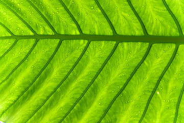 water drop on exotic tropical green Alocasia Elephant Ear leaf texture background