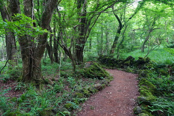 a flourishing fresh green forest with a path