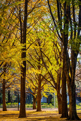 Naklejka premium Autumn colors in a park in Tokyo with red Japanese maples and yellow Ginkgo Biloba trees putting on a colorful show