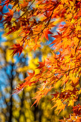 Autumn colors in a park in Tokyo with red Japanese maples and yellow Ginkgo Biloba trees putting on a colorful show