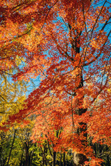 Autumn colors in a park in Tokyo with red Japanese maples and yellow Ginkgo Biloba trees putting on a colorful show