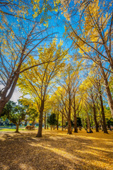 Autumn colors in a park in Tokyo with red Japanese maples and yellow Ginkgo Biloba trees putting on a colorful show