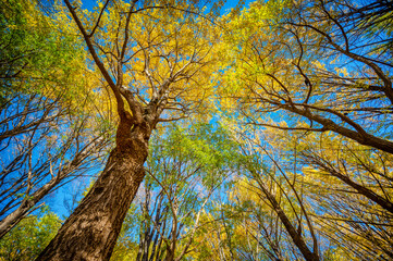 Autumn colors in a park in Tokyo with red Japanese maples and yellow Ginkgo Biloba trees putting on a colorful show