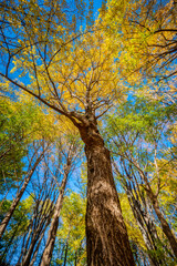 Autumn colors in a park in Tokyo with red Japanese maples and yellow Ginkgo Biloba trees putting on a colorful show