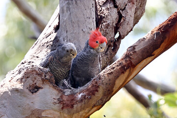 Male and Female Gang Gang Cockatoo at nest hollow