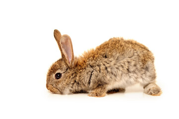 rabbit on white background