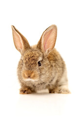Obraz premium rabbit on a white background 