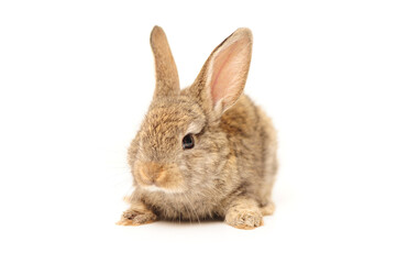 Obraz premium rabbit on a white background 