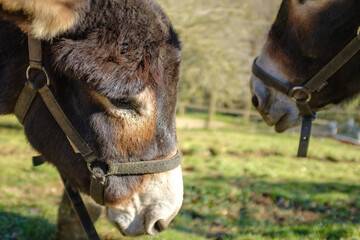 Cute brown tamed donkey heads on a green field close up 