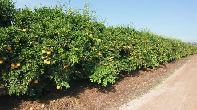 Grapefruit orchard with ripe clusters of citrus hanging on branches ready for picking.