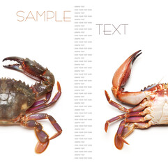 cooked crab on white background