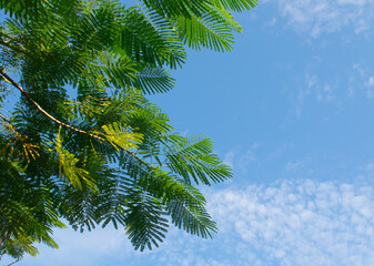 Beautiful green tree leaves with a blue sky background