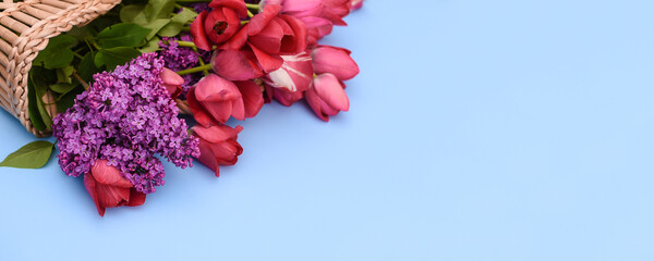 flowers of tulips and lilacs in a basket on a blue background. banner, horizontal photo. copy space