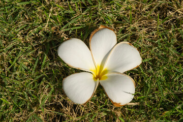 Old Frangipani Flower, Plumeria on grass