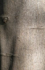 wooden tree close-up background texture