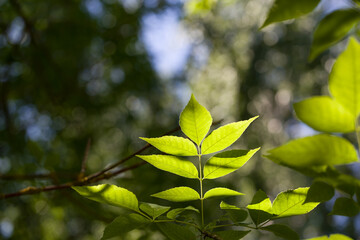 Spring or summer nature in the forest. Green natural background, the first young foliage on the trees.