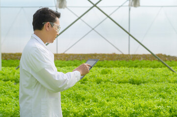 Scientist working in hydroponic greenhouse farm, clean food and food science concept