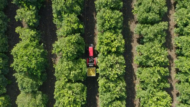 Red Tractor hauling pallets of Red Grapefruit across a mature orchard, Aerial view.
