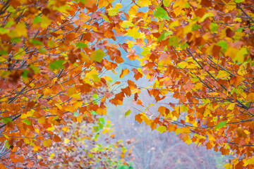 Obraz na płótnie Canvas Autumn color leaf background