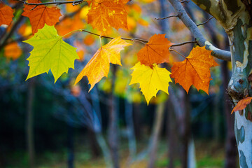 Fototapeta na wymiar Autumn color leaf background