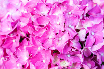 Macro photo of pink hydrangea flowers. Abstract background.