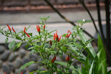 Capsicum frutescens is a wild chili pepper having genetic proximity to the cultivated pepper Capsicum sinense and  pepper cultivars of Capsicum frutescens can be annual or short lived perennial plants