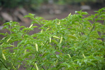Capsicum frutescens is a wild chili pepper having genetic proximity to the cultivated pepper Capsicum sinense and  pepper cultivars of Capsicum frutescens can be annual or short lived perennial plants