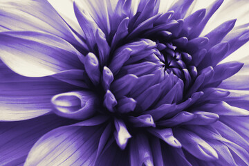 Obraz premium Dahlia bloom. Flower petals close-up. Dark violet floral impressive illustration on a plant theme. Macro