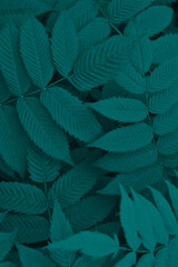 Dark vegetable background from meadowsweet leaves. Deep turquoise tinted foliage of a ornamental shrub. Vertical abstract plant backdrop