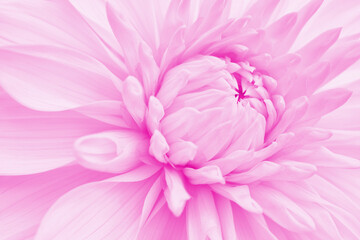 Obraz premium Dahlia bloom. Flower petals close-up. Light vegetal background. Pale pink tinted wallpaper. Beautiful plant backdrop. Macro
