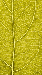 Leaf of fruit tree close up. Vivid yellow mosaic pattern of veins and plant cells. Mobile phone wallpaper. Abstract tinted vertical background. Macro